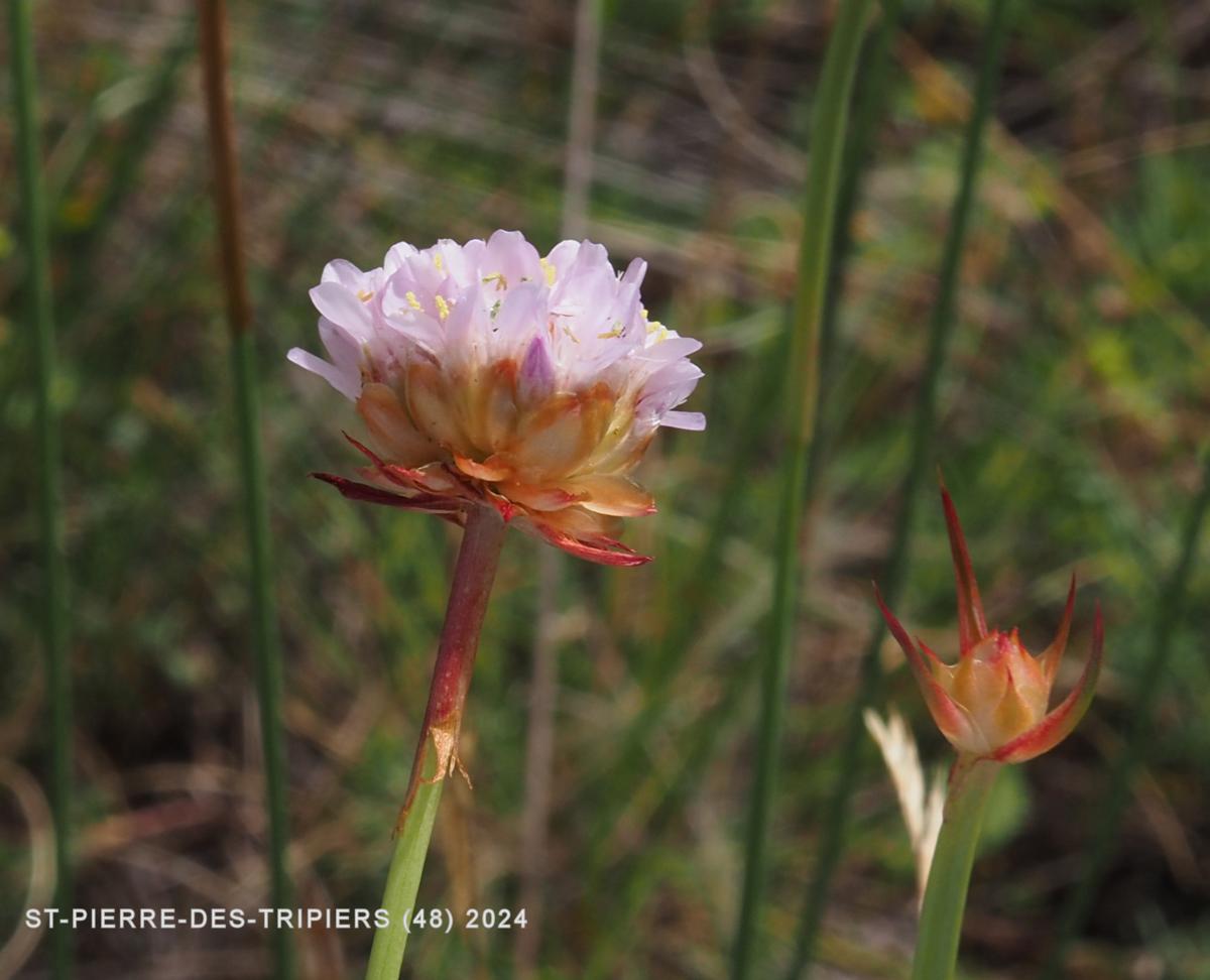 Thrift, Gerard's flower